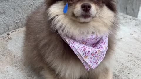 Do you cheer Suki up🥺❤️
