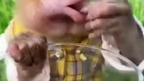 funniest animals ever. relax with cute animals