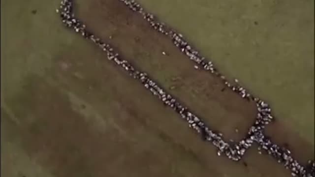 CBS puts out ridiculous promo for Covid Vax with SHEEP!