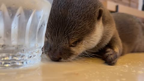 Otters' reaction to carbonated water