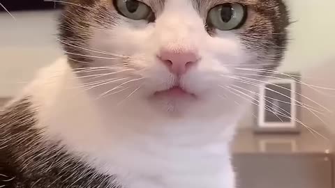 Funny cat videos