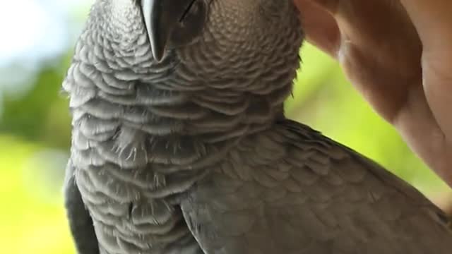 parrots