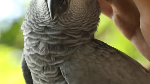 parrots