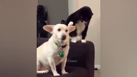Funny cats and dogs funniest animals funny video of pets❤️🐶