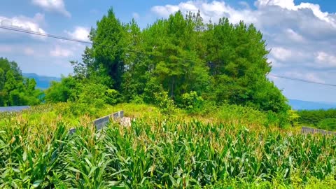 The peaceful countryside