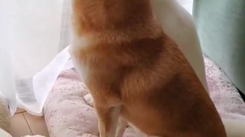 These two dogs have a great friendship. Both of them live together and keep on playing laughing.