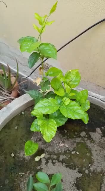 Money Plant, (Green) - Plant