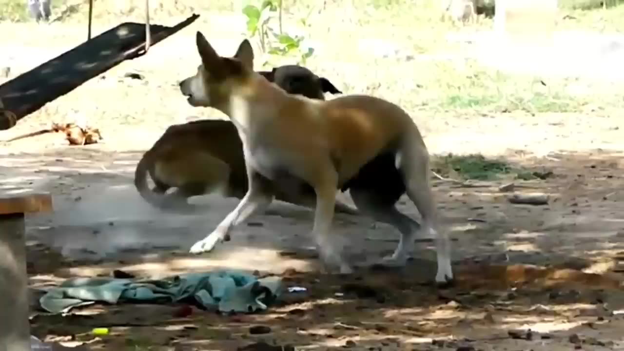 Troll Prank Dog Funny & fake Lion and Fake Tiger Prank To dog & Huge Box Prank to dog