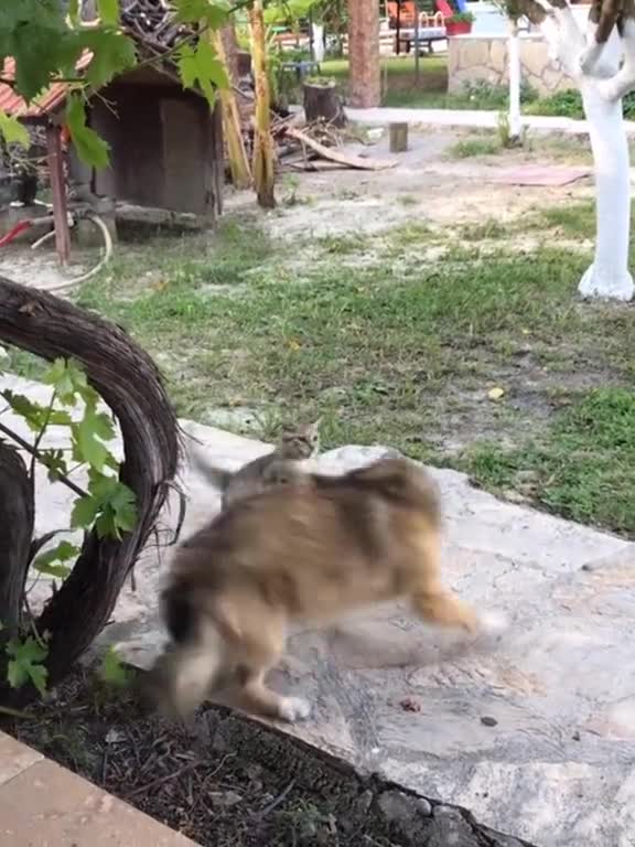 dog vs cat fight