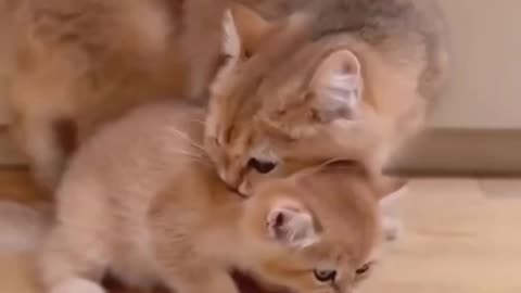 Funny cat animals videos