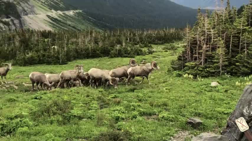 Majestic footage of bighorn sheep in Glacier National Park