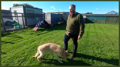 ABUSED GERMAN SHEPHERD FIRST TRAINING SESSION
