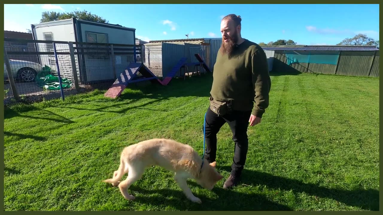 ABUSED GERMAN SHEPHERD FIRST TRAINING SESSION