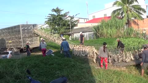 amazing duck farm