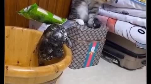 Cat hits turtle