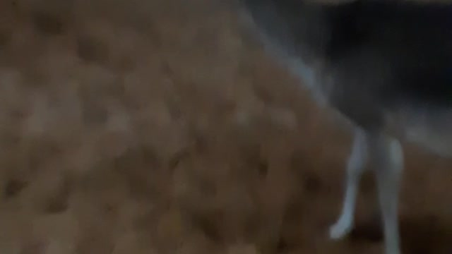 Deer in the zoo