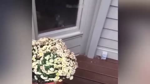 animal funny videos
