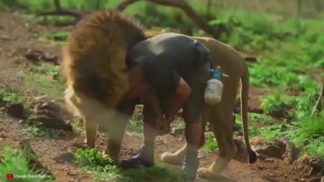 Kevin Richardson's incredible story of friendship with a lion