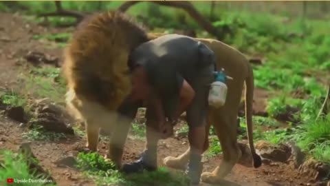 Kevin Richardson's incredible story of friendship with a lion