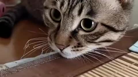 Funniest cat video 2022