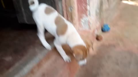 Dog Puppy Cute