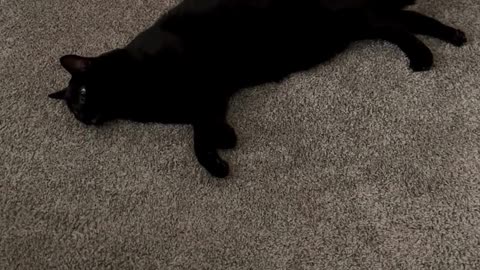 Adopting a Cat from a Shelter Vlog - Cute Precious Piper Does Another Long Kitty #shorts
