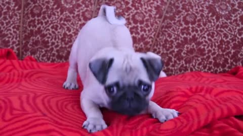 baby pug Carlos barking