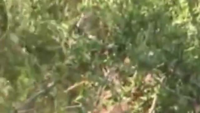 Elephant cub in pink was seen swimming in the African wilderness.