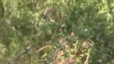 Elephant cub in pink was seen swimming in the African wilderness.