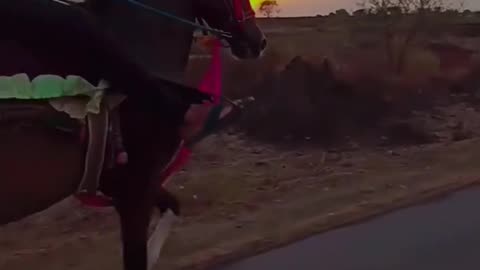 horse shorts