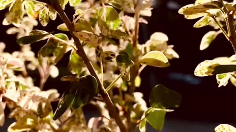 "Translucent Beauty: Leaves Illuminated by Light"