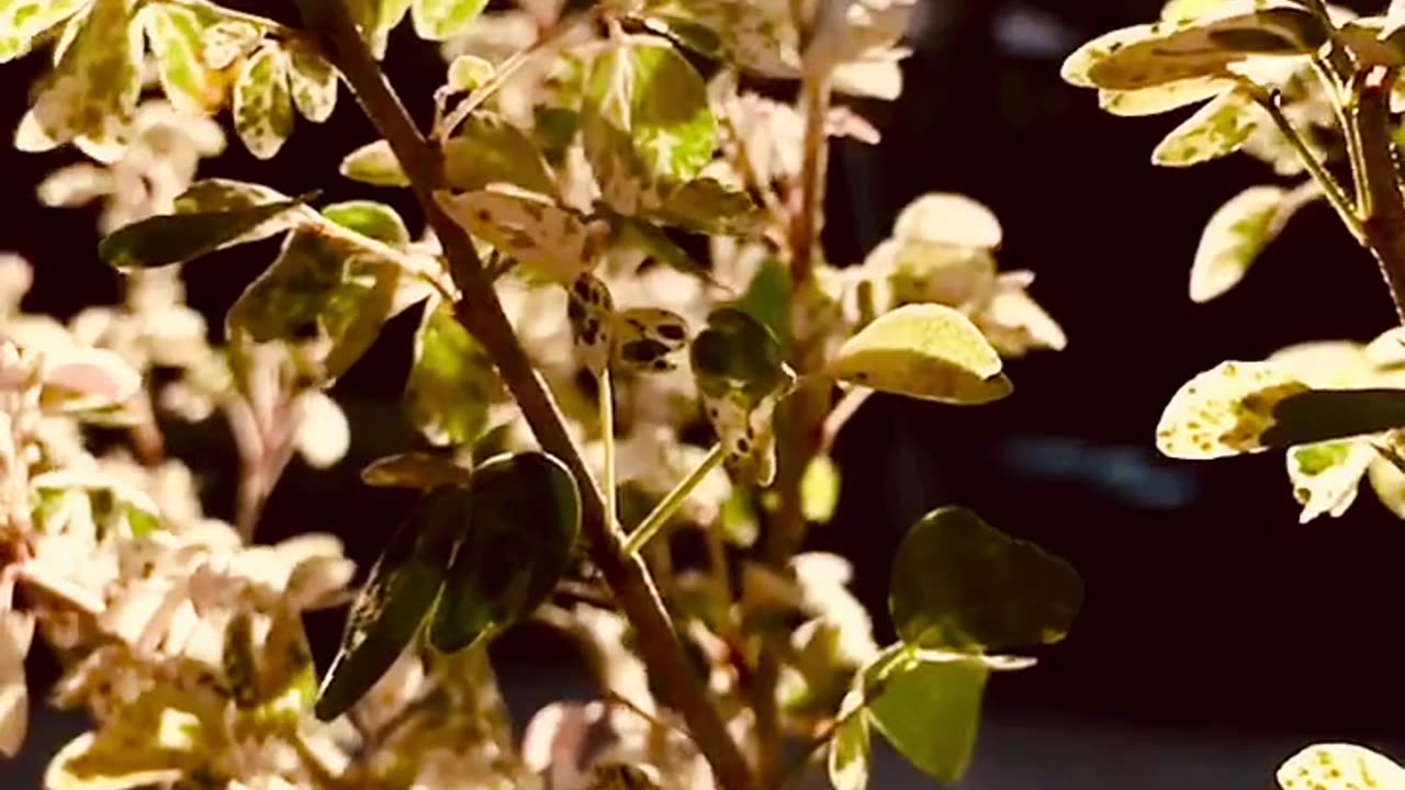 "Translucent Beauty: Leaves Illuminated by Light"