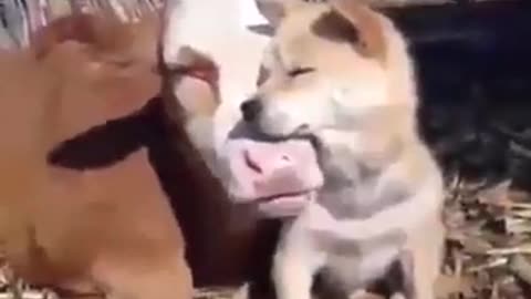 Mutual Friendship Between Arch Enemies #shorts #viral #shortsvideo #video