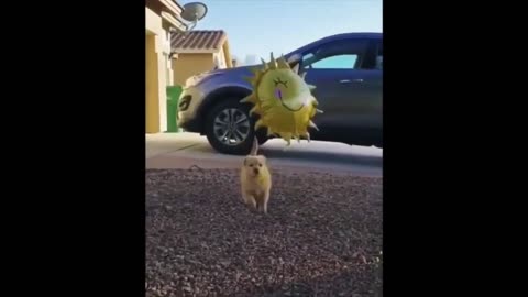 👍 Funny And Cute Dogs 🐶 and Puppies Compilation 2021_ Try Not To Laugh 😆