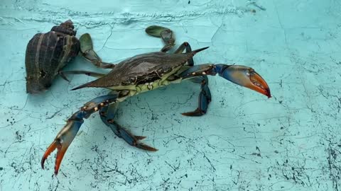 Big Blue Crab