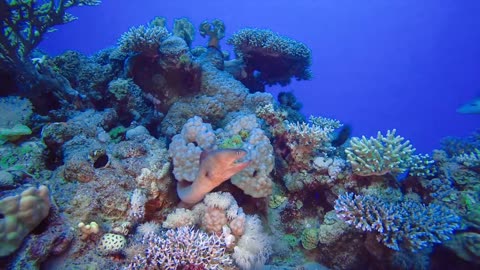 A day in the life of fishes in the ocean