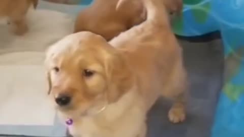 Golden retriever puppies for sale in los angeles cheap