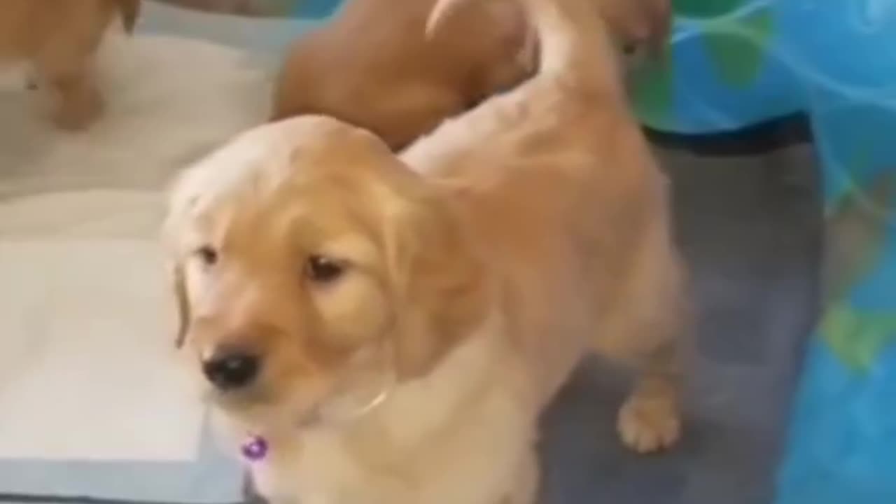 Golden retriever puppies for sale in los angeles cheap