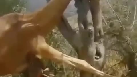 amazing videos (2022-2023) #shorts