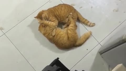 Funny post cat's