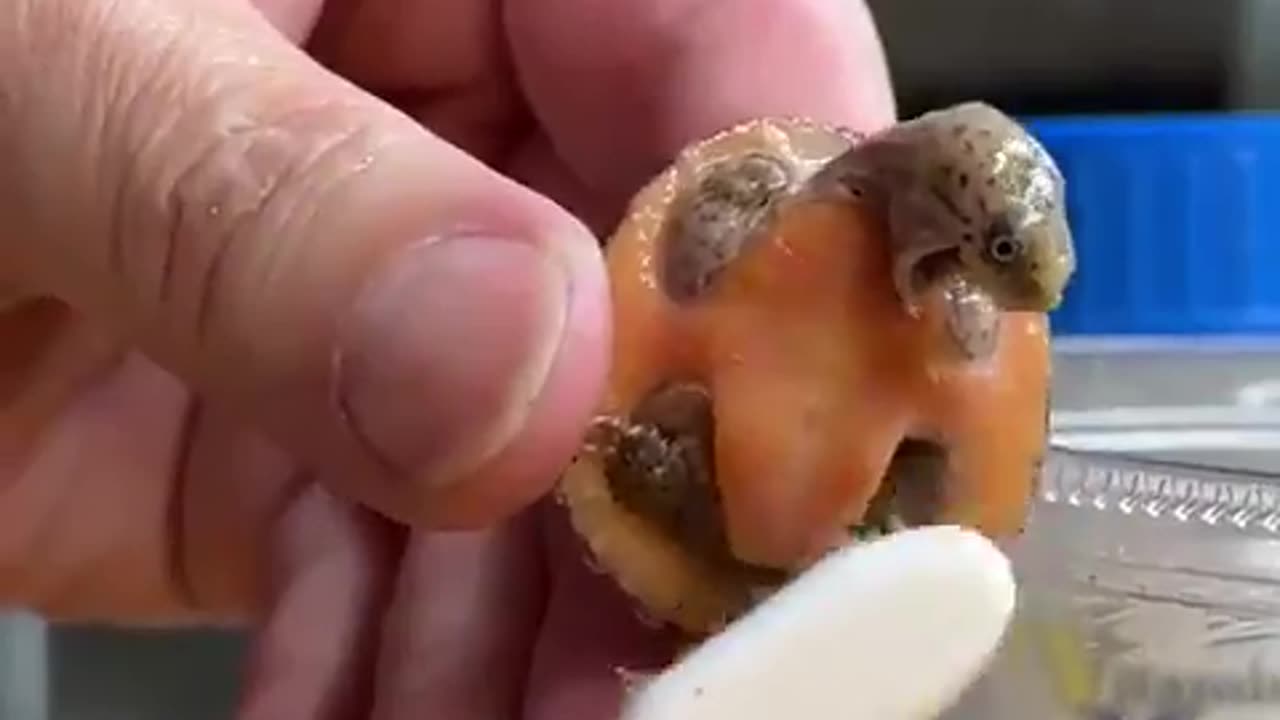 Baby turtle doesn't like washing.