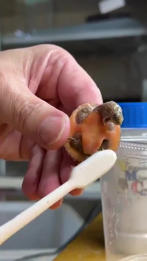 Baby turtle doesn't like washing.