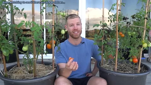 How to Grew Potatoes And Tomatoes On The Same Plant