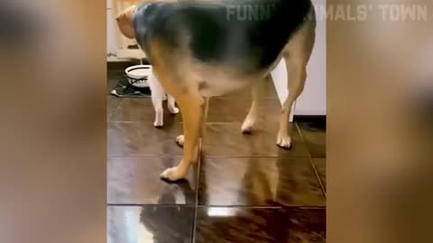 Funniest cat