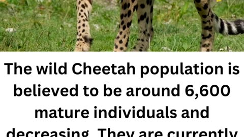 FACTS ABOUT CHEETAH...