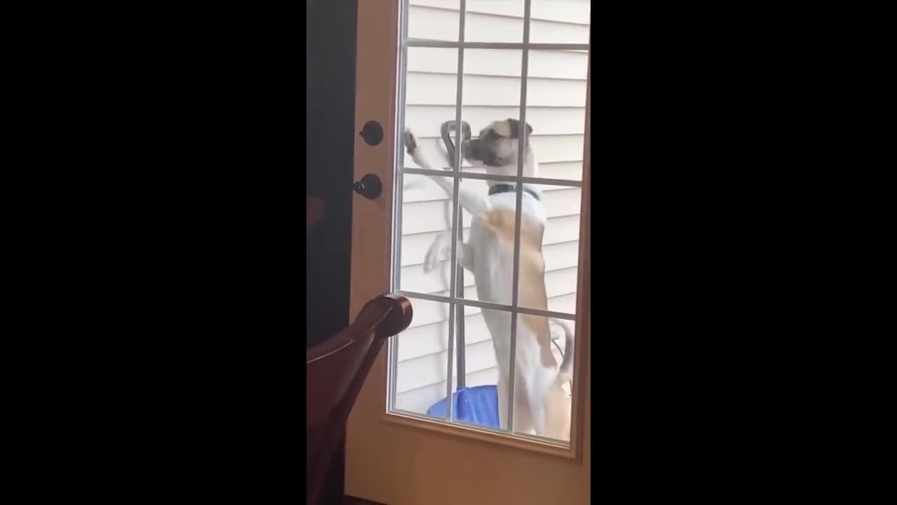 Funny animals - Funny cats / dogs - Funny animal videos 2023