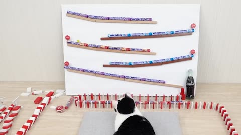 Cats and Mentos Cola & Domino