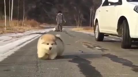 Funny animal videos|Cute animal videos |Funny dog&cat videos|Hilarious pet videos|Funny video