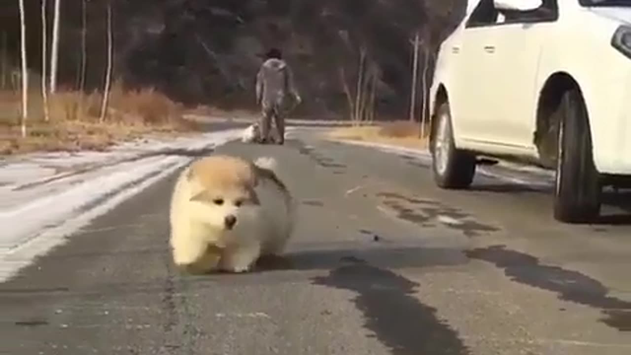 Funny animal videos|Cute animal videos |Funny dog&cat videos|Hilarious pet videos|Funny video