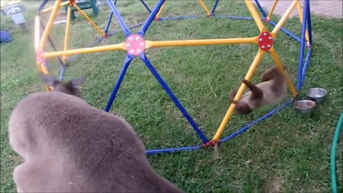 cute baby sloth